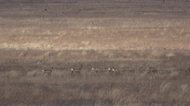  A herd of roe deer grazes in the steppe, Transbaikal Territory, Russia.