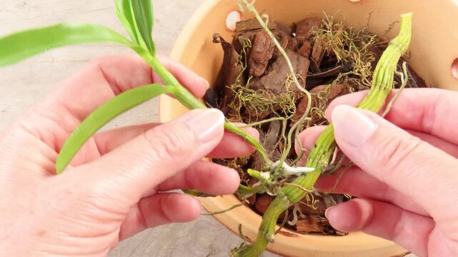 Video of woman hands holding small orchid branch with bright green leaves and moss. Gardening and plant care concept. Orchid rooting. Women hobbies. Dendrobium orchid care.