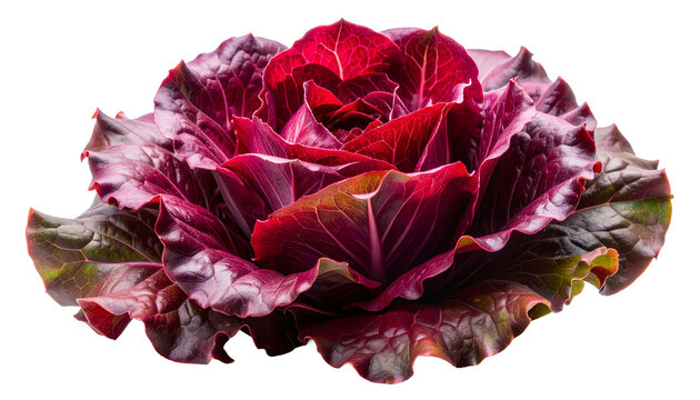 Roter Salat, freigestellt