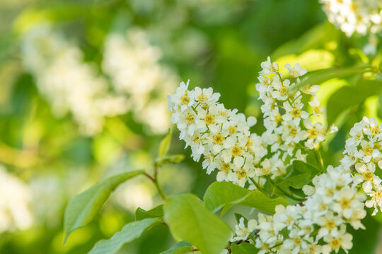 Beautiful fresh white and fragrant blooms of the bird cherry (Prunus padus) blossoming in Estonian nature in May