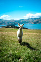 Fototapeta premium Alpacas on mountainside in New Zealand on the south island