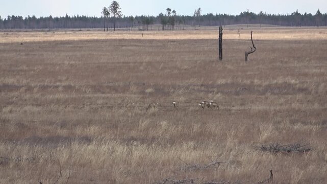  A herd of roe deer grazes in the steppe, Transbaikal Territory, Russia.