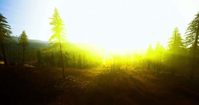 Soft sunrise light across forest clearing with gentle sunbeams, misty hills in background, warm palette creating contemplative and restorative outdoor scene.