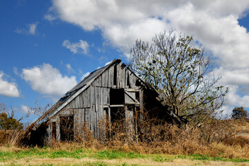 Obraz premium Overgrown and Forgotten Barn Sits Besides Bare Tree