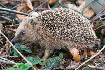 European hedgehog (Erinaceus europaeus) walking through garden plants and dry leaves, small spiny mammal in natural habitat &ndash; common species in the wild in Czech Republic