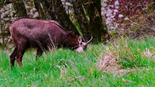 Close-up of a chamois grazing peacefully in a natural meadow, eating fresh grass in its mountain habitat. Wildlife scene showing a wild alpine animal in nature, surrounded by green vegetation 