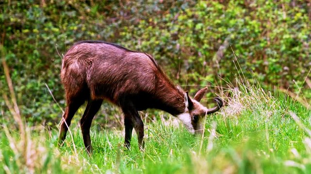 Close-up of a chamois grazing peacefully in a natural meadow, eating fresh grass in its mountain habitat. Wildlife scene showing a wild alpine animal in nature, surrounded by green vegetation 