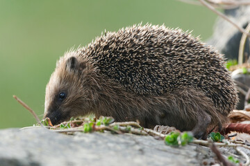 European Hedgehog (Erinaceus europaeus) foraging on forest floor in natural habitat — common species in the Czech Republic © czjonyyy