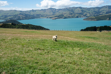 Fototapeta premium Alpacas on mountainside in New Zealand on the south island