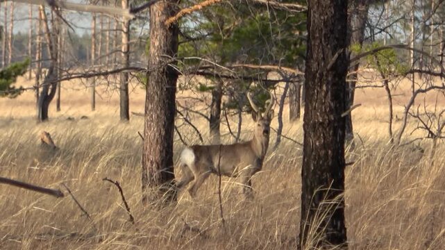  A herd of roe deer grazes in the steppe, Transbaikal Territory, Russia.
