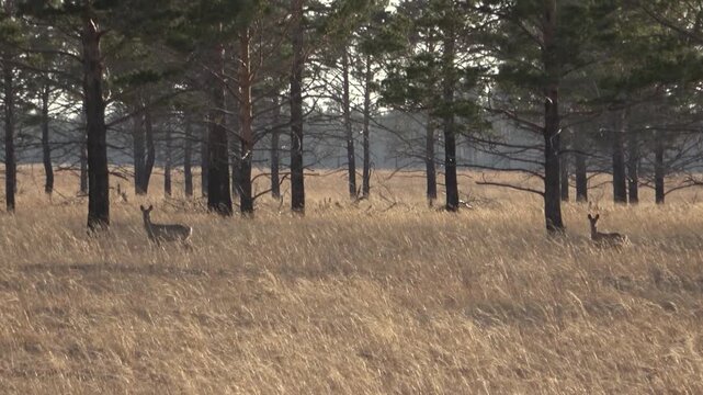  A herd of roe deer grazes in the steppe, Transbaikal Territory, Russia.