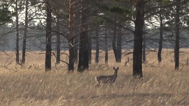  A herd of roe deer grazes in the steppe, Transbaikal Territory, Russia.