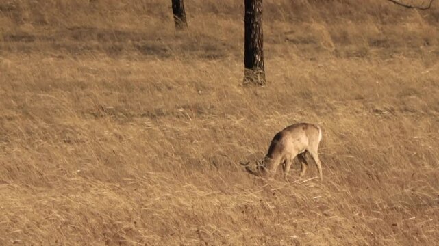  A herd of roe deer grazes in the steppe, Transbaikal Territory, Russia.