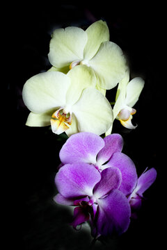 Open orchid flower
