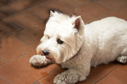 West Highland White Terrier dog portrait