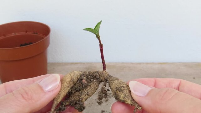 Closeup video of woman hands holding a dahlia tuber with a sprout. Dahlia tuber with sprout. Growing dahlias.	