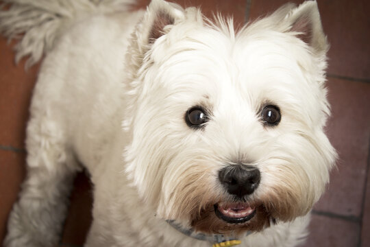 West Highland White Terrier dog portrait