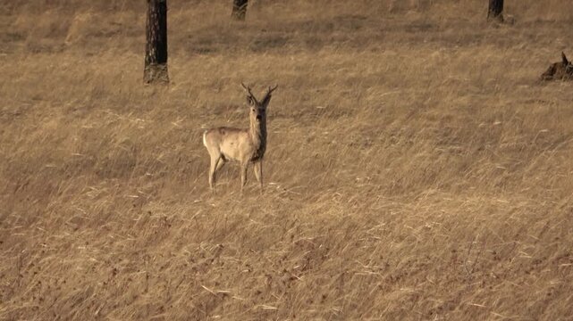  A herd of roe deer grazes in the steppe, Transbaikal Territory, Russia.