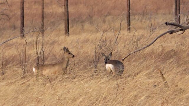  A herd of roe deer grazes in the steppe, Transbaikal Territory, Russia.