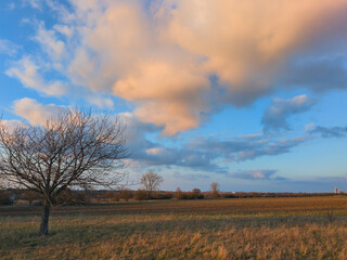 Fototapeta premium Kurz vor Sonnenuntergang in Naturschutzgebiet Hannover Kronsberg