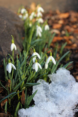 White snowdrops in the sun against the dark backdrop of a spring garden. A beautiful natural backdrop. The first spring flowers. Delicate petals. Nature's awakening. Macro buds. Snowdrops. Galanthus