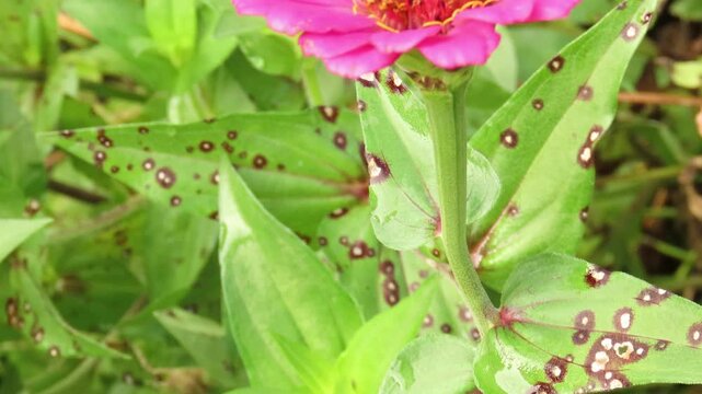 Pink zinnia in a garden, focusing its leaves with fungus. Leaves with fungus spots.