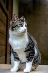 Obraz premium Bealtiful cat
