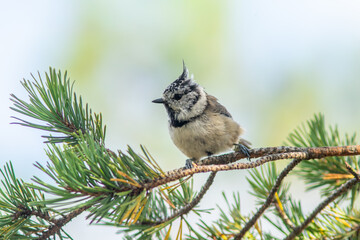 Cute small passerine bird Crested tit (Lophophanes cristatus, Parus cristatus) perched on pine branch in Estonian nature © Kersti Lindström