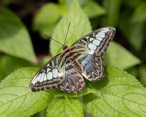 Fototapeta premium butterfly on green leaf