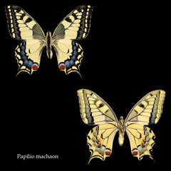 Butterfly Papilio machaon on black background © Antonino