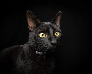black cat portrait © Antonino