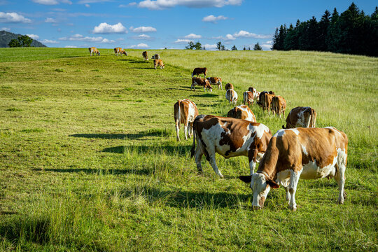 Weidemilch - rotbunte K&uuml;he beim Weidegang , Begrenzung der Weide mit Wanderzaun.