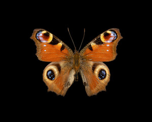 butterfly on black background © Antonino