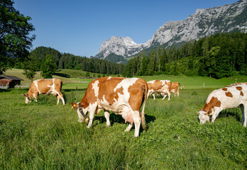 Fleckvieh - Kühe mit Glocke weiden in idyllischer Alpenlandschaft auf einer grünen Wiese. © Countrypixel