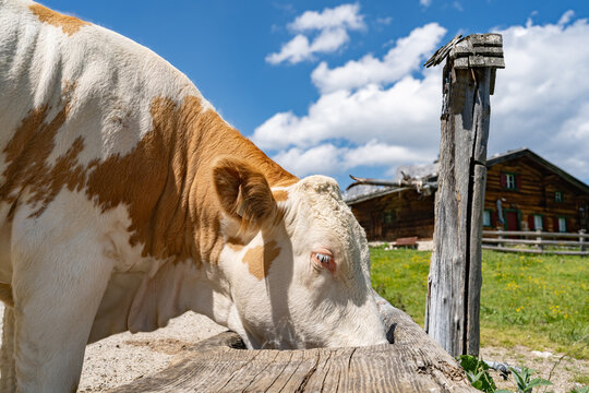 Viehtr&auml;nke in den Alpen - durstige Kuh s&auml;uft Wasser aus einem Steintrog auf einer Alm, Nahaufnahme.