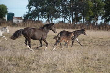 Naklejka premium caballos corriendo por el campo