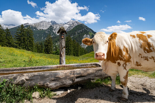 Viehtr&auml;nke in den Alpen - durstige Kuh an einer urigen Wassertr&auml;nke auf einer Alm.