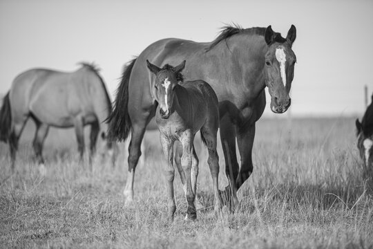 Yegua con potrillo reci&eacute;n nacido en pastizal seco