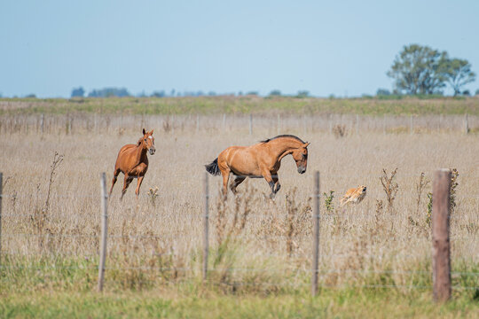 cABALLOS corriendo por el campo 