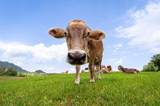 H&uuml;bsche Braunvieh - Kuh auf einer Wiese im Allg&auml;u, Kuh-Portr&auml;t