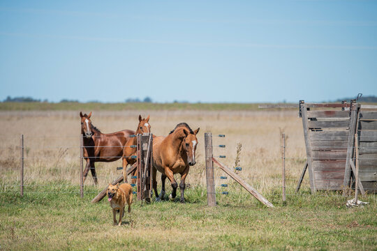 caballos entrando por la tranquera