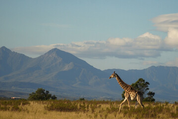 Giraffe walking across fynbos landscape with mountain backdrop, Gondwana Game Reserve, South Africa © Andrew