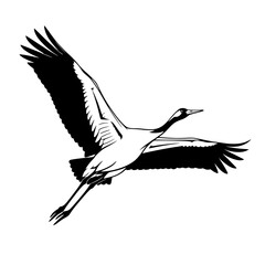 Obraz premium A dynamic crane soaring gracefully, its wings outstretched in a majestic display of freedom. A study in contrasts, the image showcases the bird's silhouette against the sky.