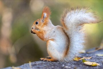 Fototapeta premium A squirrel is sitting on a rock with its tail curled up behind it.