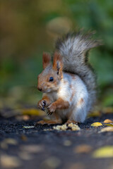 A squirrel is standing on top of some leaves with its paws on them.