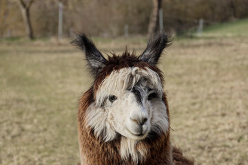 Fototapeta premium Tricolor Alpaca Portrait Close Up. A detailed portrait of a fluffy brown and white alpaca with a unique hairstyle on a blurred pasture background in Bavaria Germany.