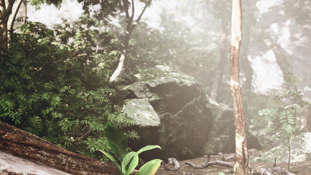 Tall slender trunk rising from rocky understory with sunlight piercing mist, vertical composition emphasizes scale, bark texture and layered green vegetation.