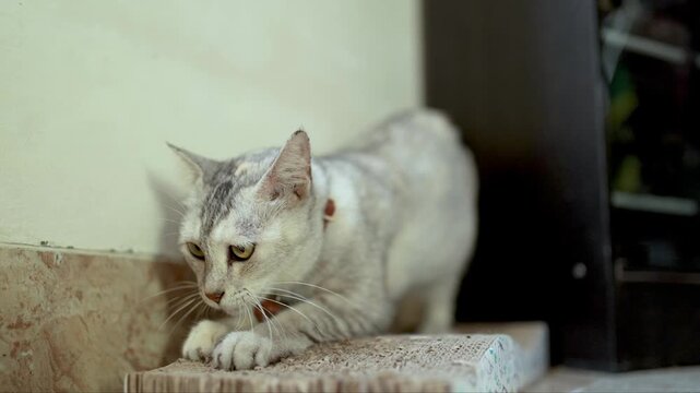 Cute Silver Tabby Cat Actively Scratching Its Cardboard Scratcher Indoors. Funny and Playful Kitten Using Its Cardboard Scratching Post Outdoors