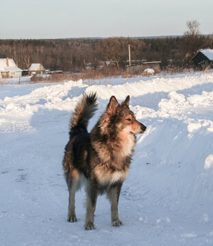 Wolf dog stands on snowy path in winter landscape with houses