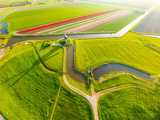 Aerial view of vibrant tulip fields in the Netherlands at sunrise. Natural landscape. Traditional Dutch windmill stands by a calm canal. Symmetrical rows on the field. © biletskiyevgeniy